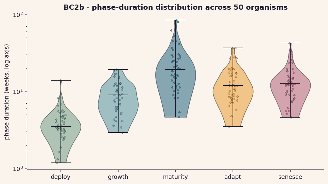 BC2b phase durations